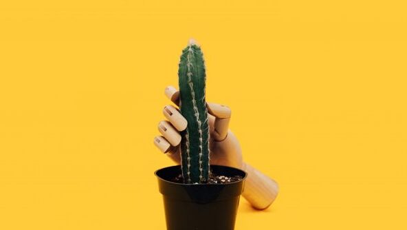 Grosimea penisului folosind exemplul unui cactus