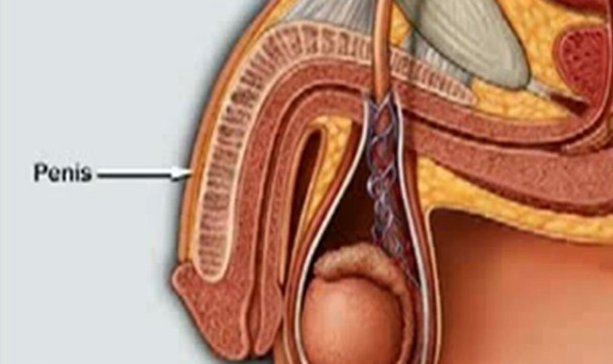 structura penisului și modul de mărire a acestuia